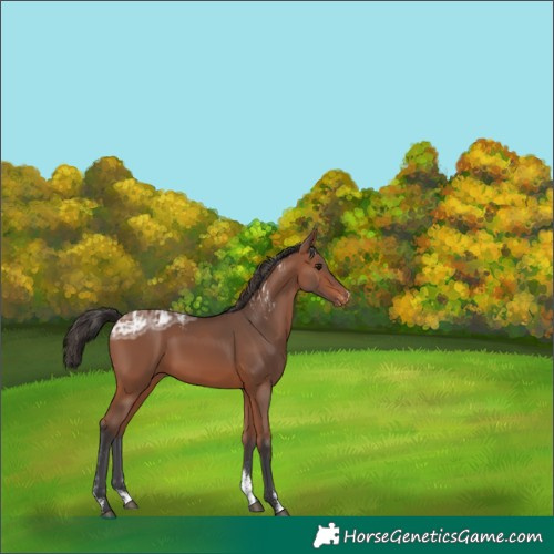 Horse Color:Powder White Bay Ice Appaloosa 