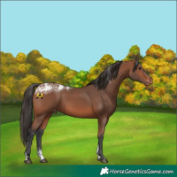 Horse Color:Powder White Bay Ice Appaloosa 