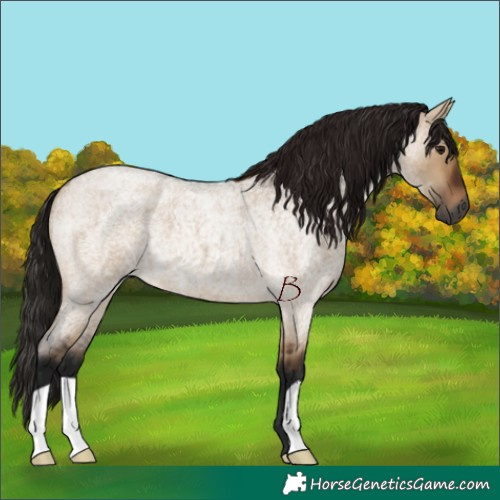 Horse Color:Gray Bay Roan Dun