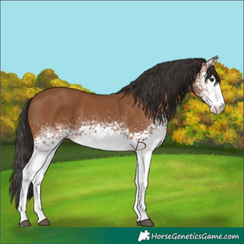 Horse Color:White Spotted Bay 