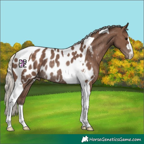Horse Color:Silver Black Tobiano Appaloosa Rabicano