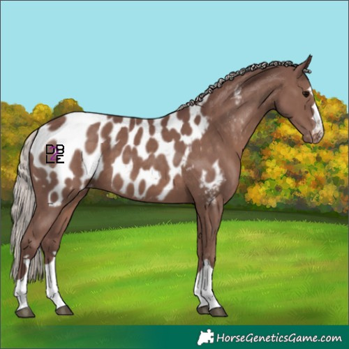 Horse Color:Chocolate Silver Black Appaloosa 