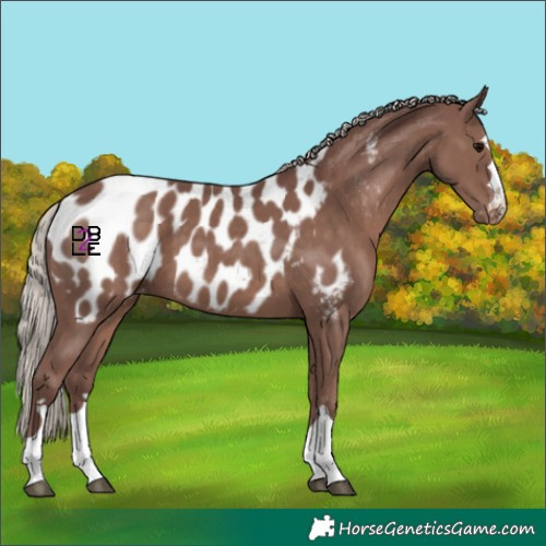 Horse Color:Chocolate Silver Black Blanket