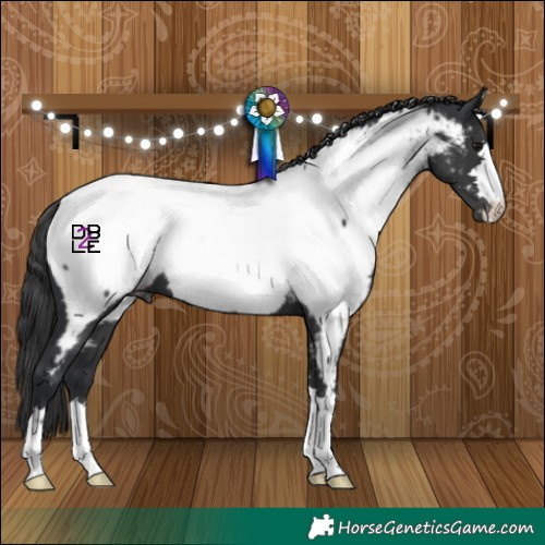 Horse Color:Black Appaloosa 