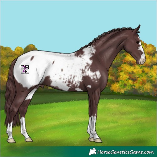 Horse Color:Chocolate Black Appaloosa 