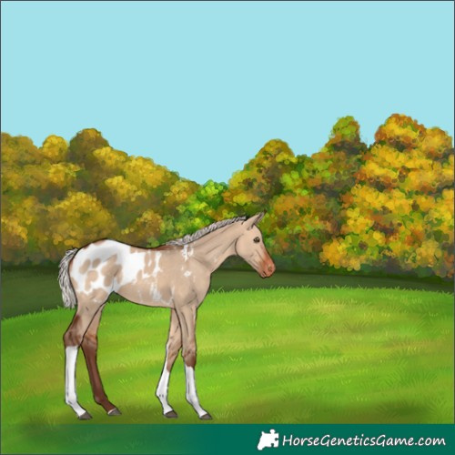 Horse Color:Silver Bay Dun Tobiano Appaloosa 