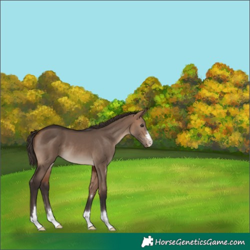 Horse Color:Bay Dun Appaloosa