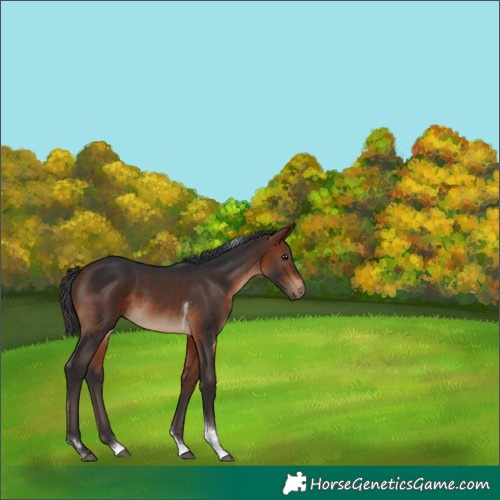 Horse Color:Bay Tobiano