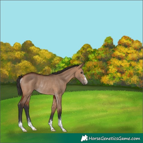 Horse Color:Bay Dun Rabicano