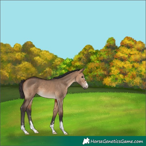 Horse Color:Bay Dun