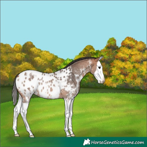 Horse Color:Bay Sabino Splash Appaloosa