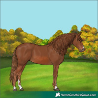 Horse Color:Chestnut 