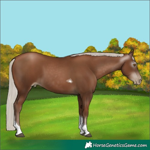 Horse Color:Gray Silver Black Pearl Tobiano