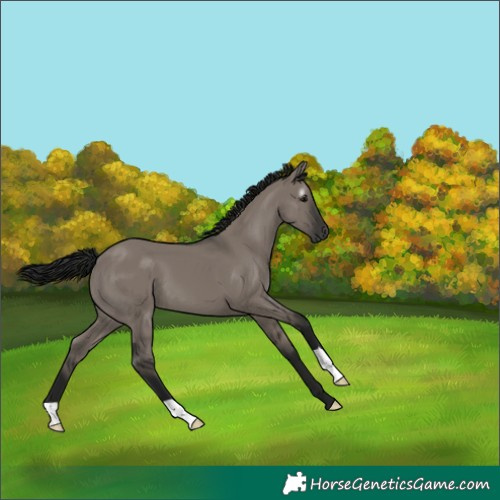 Horse Color:Gray Grullo 