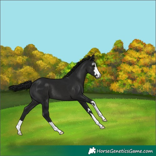 Horse Color:Gray Black 