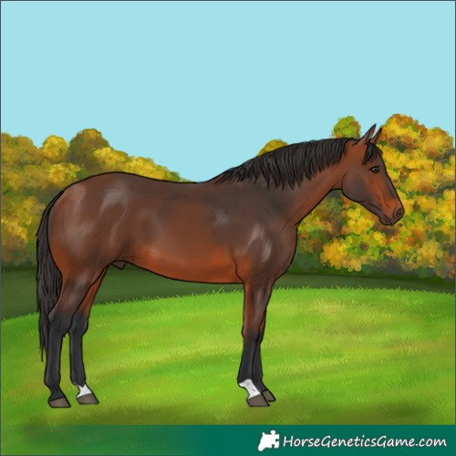 Horse Color:Bay 