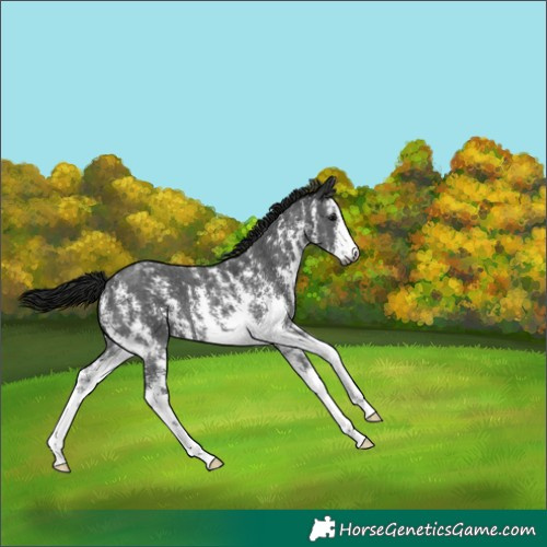 Horse Color:Gray Black Sabino 
