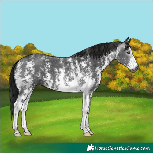 Horse Color:Gray Black Sabino 