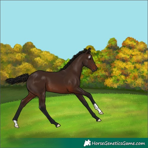 Horse Color:Gray Bay 