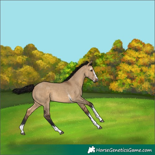 Horse Color:Gray Bay Dun Sabino