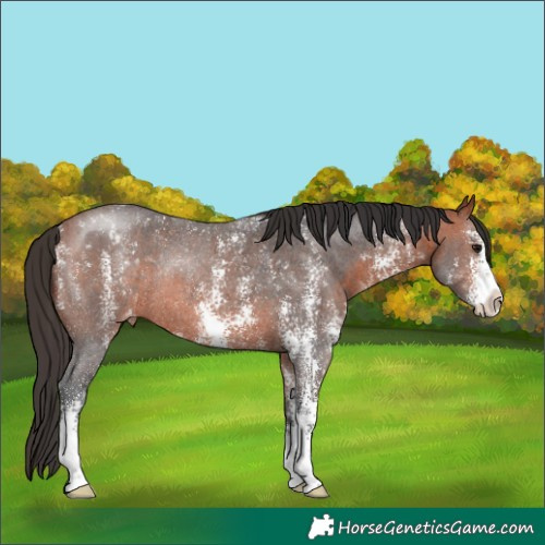 Horse Color:Bay Sabino Appaloosa Rabicano 