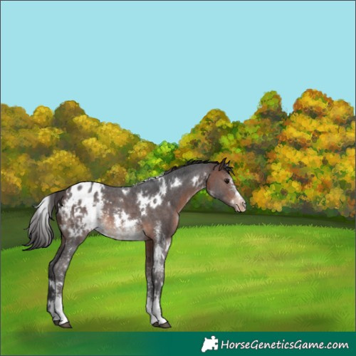 Horse Color:White Spotted Brown Sabino Appaloosa Rabicano 