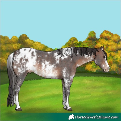 Horse Color:White Spotted Brown Sabino Appaloosa Rabicano 