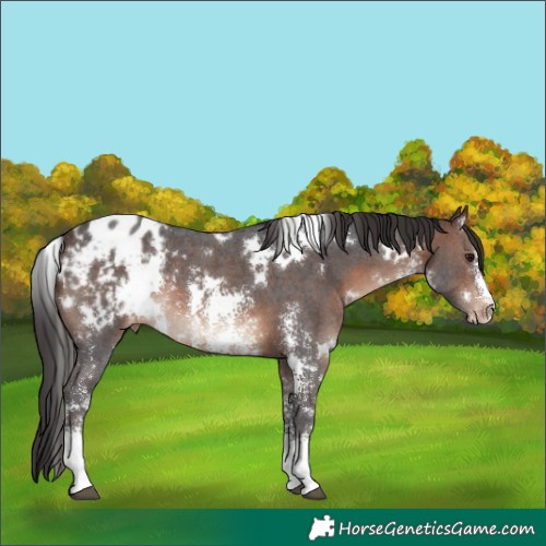 Horse Color:White Spotted Brown Sabino Blanket Rabicano