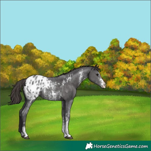 Horse Color:Smoky Black Sabino Appaloosa Rabicano 