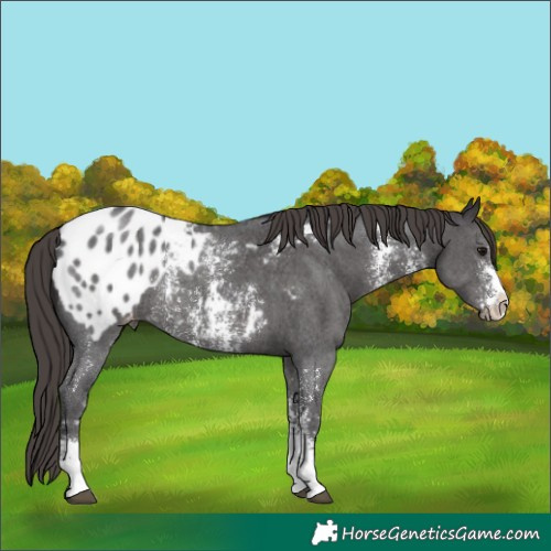 Horse Color:Smoky Black Sabino Appaloosa Rabicano 