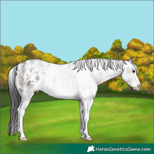 Horse Color:Brown Sabino Appaloosa Rabicano 