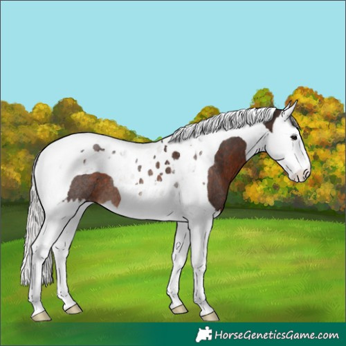 Horse Color:Silver Brown Splash Tobiano Rabicano