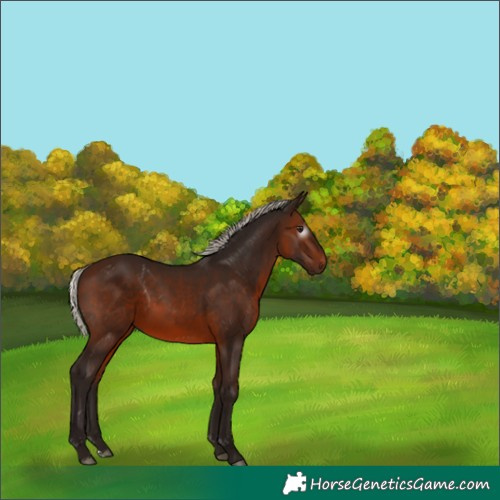 Horse Color:Gray Silver Bay