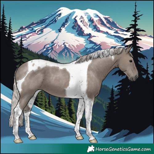 Horse Color:Silver Grullo Tobiano 