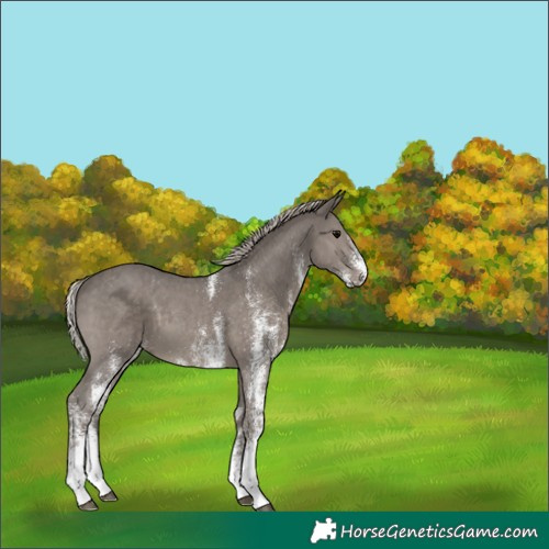 Horse Color:White Spotted Silver Black