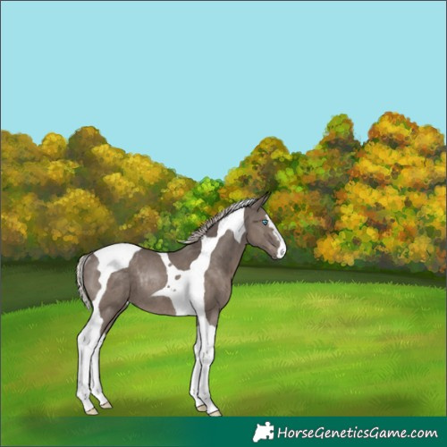 Horse Color:Silver Black Splash Tobiano Rabicano 