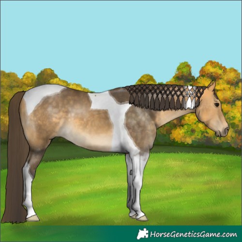 Horse Color:Buckskin Tobiano