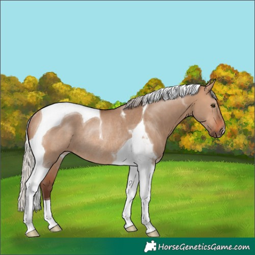Horse Color:Silver Brown Dun Tobiano Rabicano 