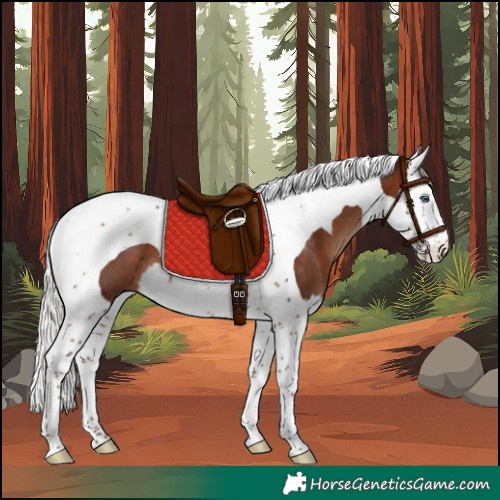 Horse Color:Silver Brown Splash Tobiano