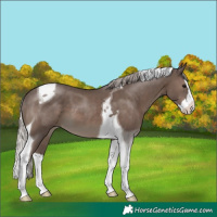 Horse Color:Silver Black Splash Tobiano