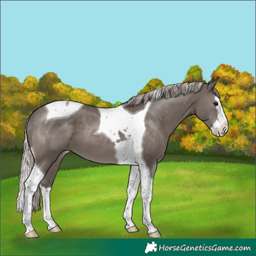 Horse Color:Silver Black Splash Tobiano 