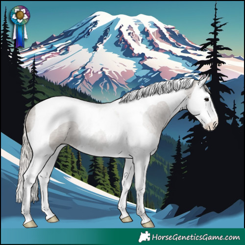 Horse Color:Silver Grullo Roan Splash Tobiano