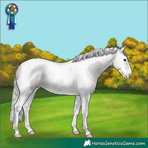 Horse Color:Silver Grullo Roan Splash Tobiano