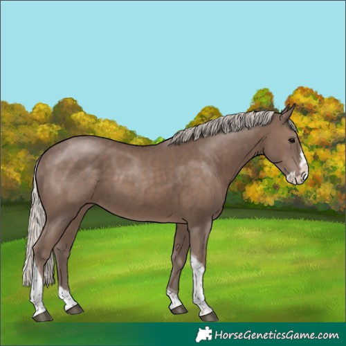 Horse Color:Silver Black Splash Tobiano