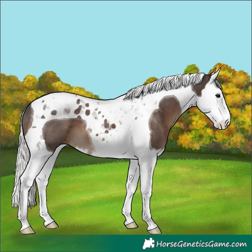 Horse Color:Silver Black Splash Tobiano