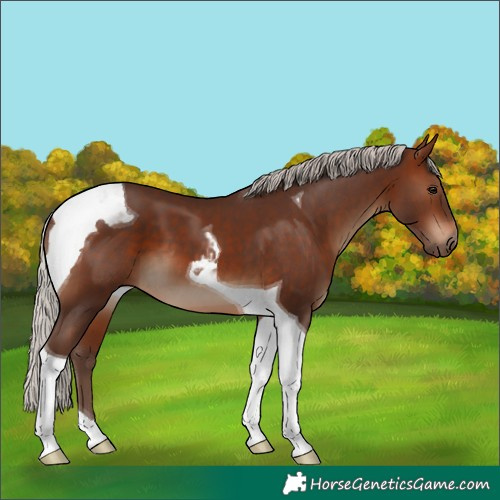 Horse Color:Silver Brown Tobiano