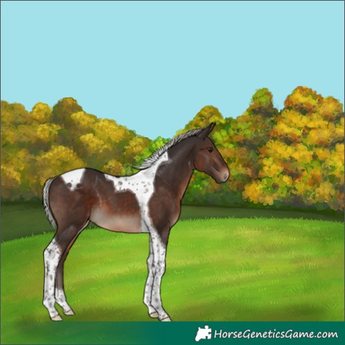 Horse Color:Silver Brown Tobiano 