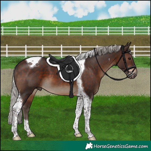 Horse Color:Silver Brown Tobiano