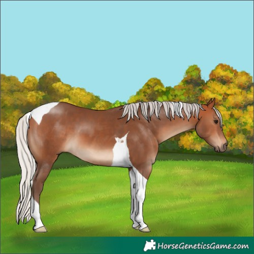 Horse Color:Silver Bay Tobiano 