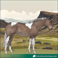 Horse Color:Silver Black Tobiano